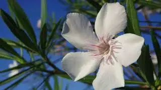 Plants Poisonous to Pets Part-2