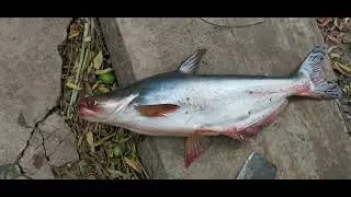 This fish so big, I don't know what to do with them!