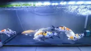 Keep koi in fish tank update 2022 11 19