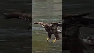 🦅