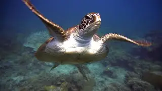 APO ISLAND DAUIN DAY TOUR
