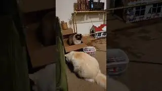 Jump scare fail 🤭