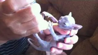Sphynx kitten cutest bottle feeding