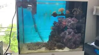 12 дней засолки, жизнь морского аквариума на 120 литров