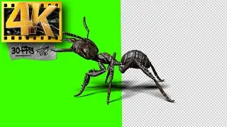 Green Screen Ant | Footage 4K