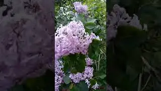 еще сирень 