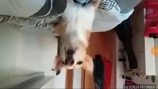 Собака поёт Деспосито