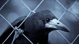 Cold Gin (Kiss cover)