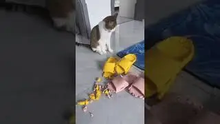 oh my goodness ##kitty #pets #cat #catlover #kittycat