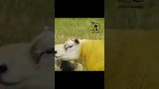 গাড়ি নাকি ভেড়া কিনবেন??😱🐑🚗  #doublediamond ##sheep #sheepfarm #sheeplover #expensive -Pets Paradise