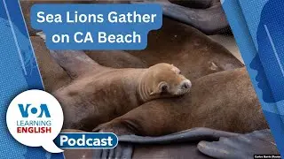 China promotes births, Sea lions gather, Stretching to warm up