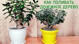 Как поливать денежное дерево.