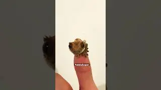 Baby Crested Gecko Flying?
