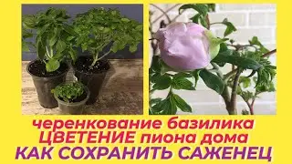 ДОЛГОИГРАЮЩИЙ БАЗИЛИК / БЫСТРЫЙ И ЭФФЕКТИВНЫЙ СПОСОБ ЧЕРЕНКОВАНИЯ