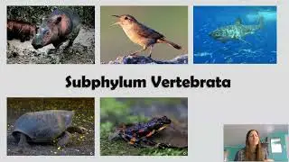Subphylum Vertebrata: Ectotherm vs Endotherm, Heart Chambers, Cartilage vs Bone