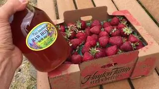 300 Videos Achieved, Stopped all Video Production, Honey and Strawberries