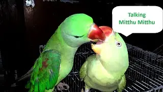 Talking Parrot saying mithu mithu #Parrot #mithu
