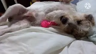 How I massage my dog to sleep (edited)