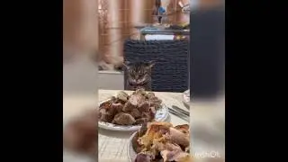kitty #cat #kitten #kitty #pets #catlover #kittycat #lovelypets #catgame #funnycat #