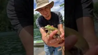 Did you know Frogs scream?!?!