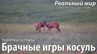 Брачные игры косуль