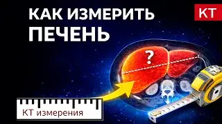 Как измерить размеры печени на КТ?