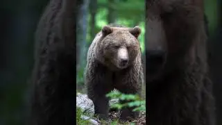 🐻 Bear walking through the forest 🌳