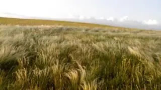 Ковыль на ветру в прикерченских степях