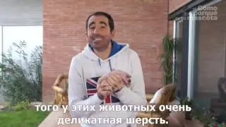 Морские свинки-морская свинка без шерсти породы Skinny