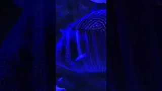 Marine aquarium