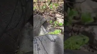 красивущая ящерка живет у нас на даче😍 #новосибирск #дача #ящерица