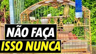 O Pior erro manejo de papa capim pardo NÃO FAÇA ISSO!