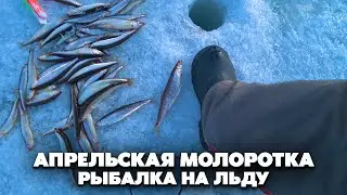 Рыбалка Сахалинской корюшки на льду в апреле! Теперь точно крайняя...