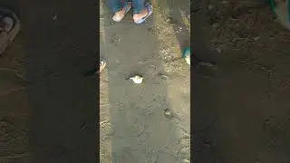 Ada Ikan Buntal Keinjak