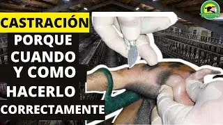 🔴HOW, WHEN AND WHY SHOULD PIGLETS BE CASTRATED?🐷|PasionPecuariaRD