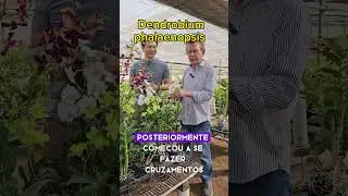 Não existe uma espécie chamada Denphal. #orquídeas #denphal #dendrobium #phalaenopsis #flores