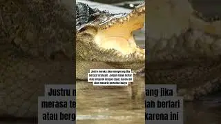 CARA LARI DARI BUAYA DARAT (BUKAN YA) | [Viral & Tersembunyi]