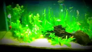 Reef Tank has Corals and Update on The Freshwater Tank! (Aquarium007)