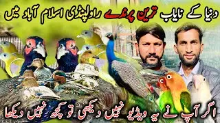 New Birds aa Gay New Price Ky Sath Sohail Birds Shop Rawalpindi Islamabad Ma