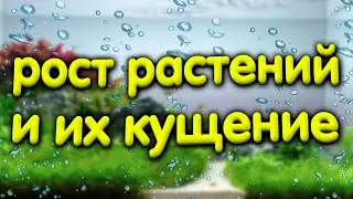 Удобрения для аквариумных растений на старте. Кущение растений в аквариуме продолжение.