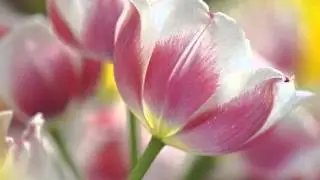 Happy Spring !!