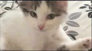 kitten attacks unsuspecting victim!