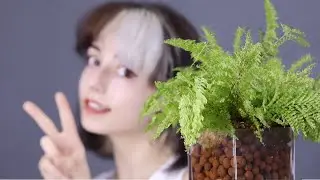 Fern in Leca🪴2 Month UPDATE 🌿