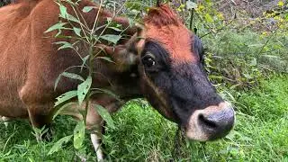 Dolly Mooos On To A New Home