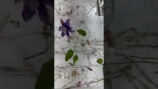 Цветочный форум в Корее /Дмитрий Туркан 