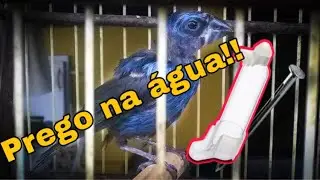 Tratamento com prego na água, para azulão com muda encruada 01
