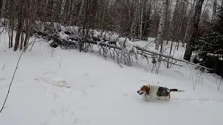 Охота на ЗАЙЦА! Последний день января! Средняя скорость собаки! Сезон 2022-2023! #10