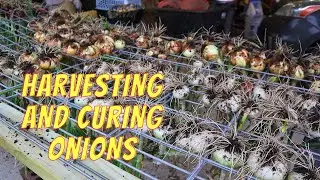 Harvesting a Year's Worth of Onions for LONG Storage Made EASY | Rainpoint watering system