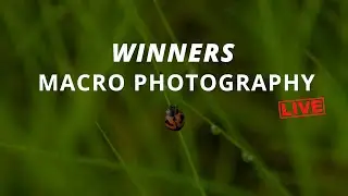 Macro Photography: Σχολιάζουμε LIVE τους νικητές!