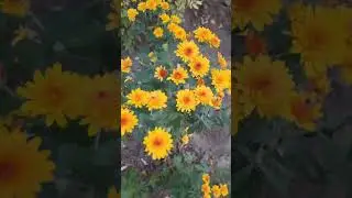 Золотая осень желтые хризантемы